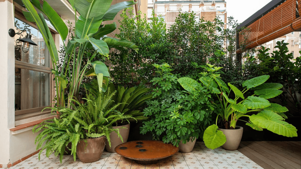 Plantas de sombra exterior