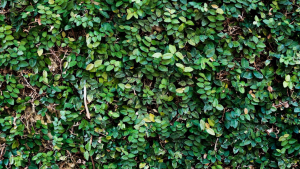 Planta trepadora 3