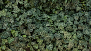 Planta trepadora 4