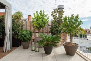 Plantas de invierno exterior 3