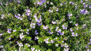 Plantas de invierno exterior